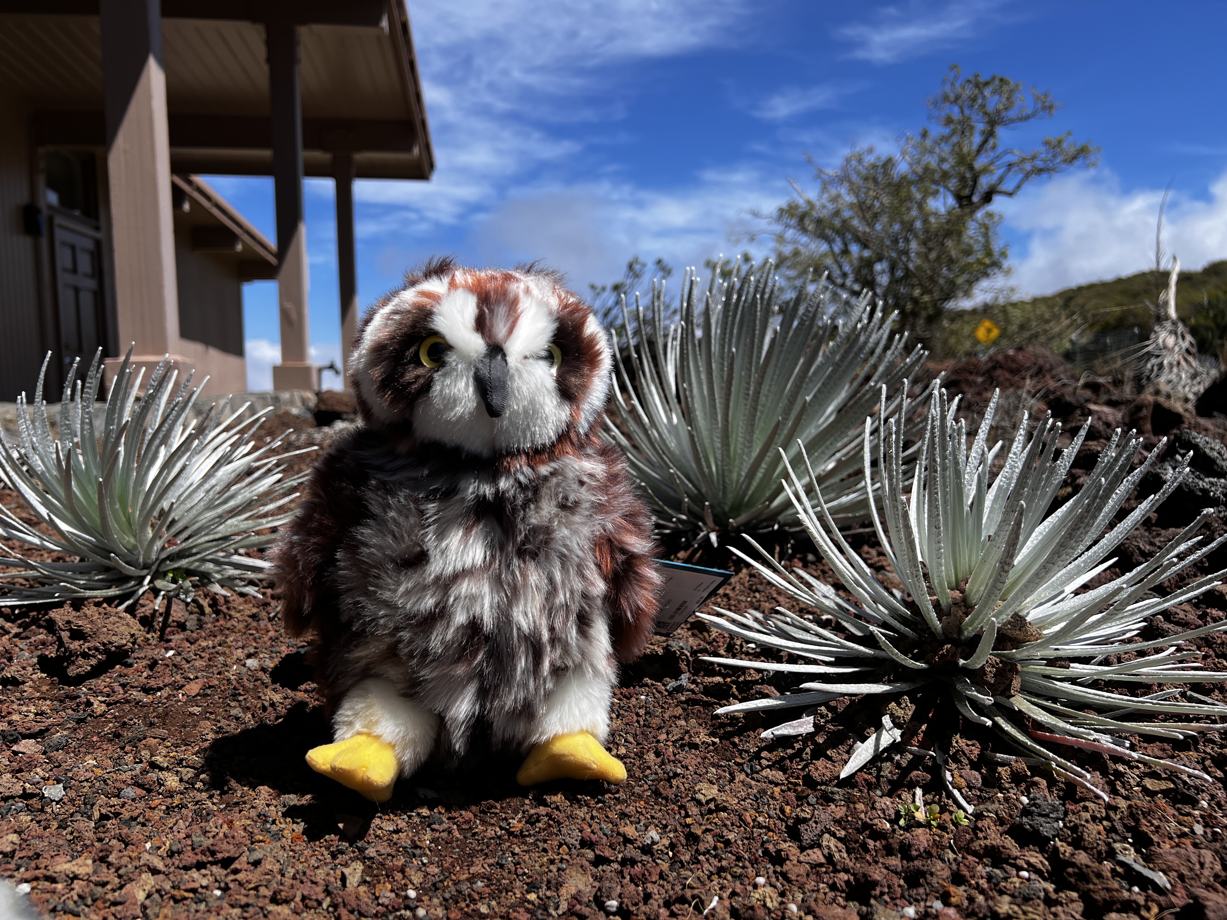 A plush Hawaiian owl sits between silversword plants at Haleakalā National Park.
