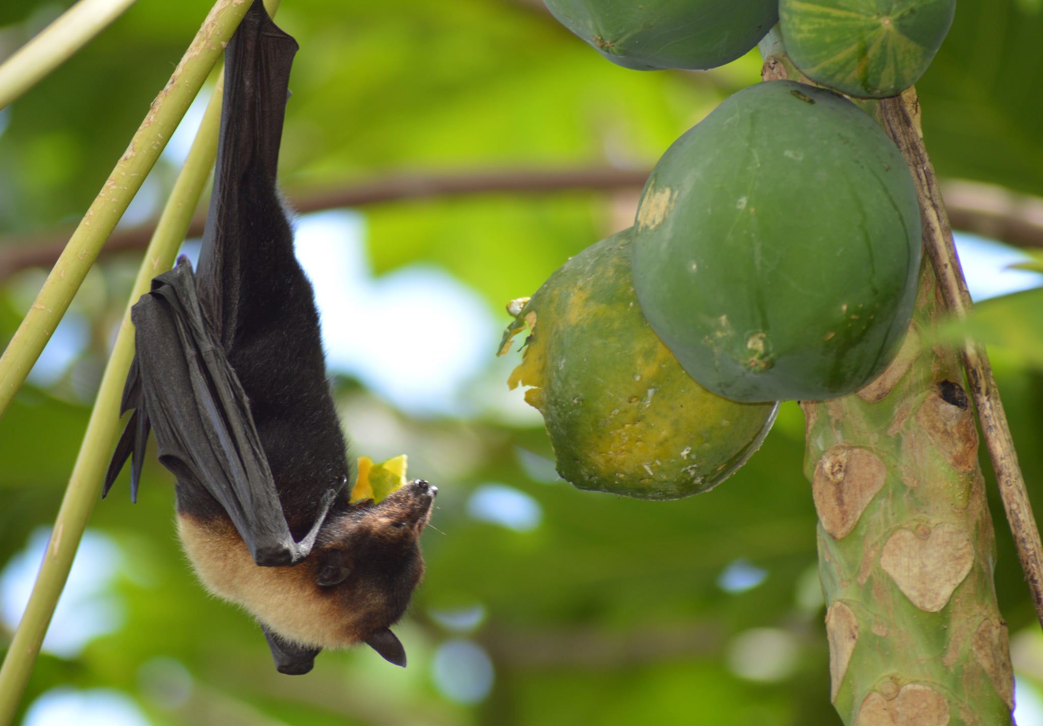 A Samoan fruit bat eats a papaya at the national park of american samoa.