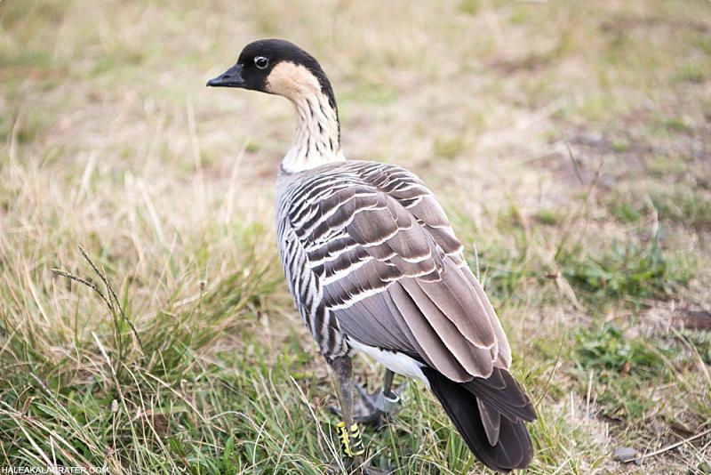 Guest Blog by Deneen Pottery: Celebrating Our Partnership with Hawaiʻi Pacific Parks Association